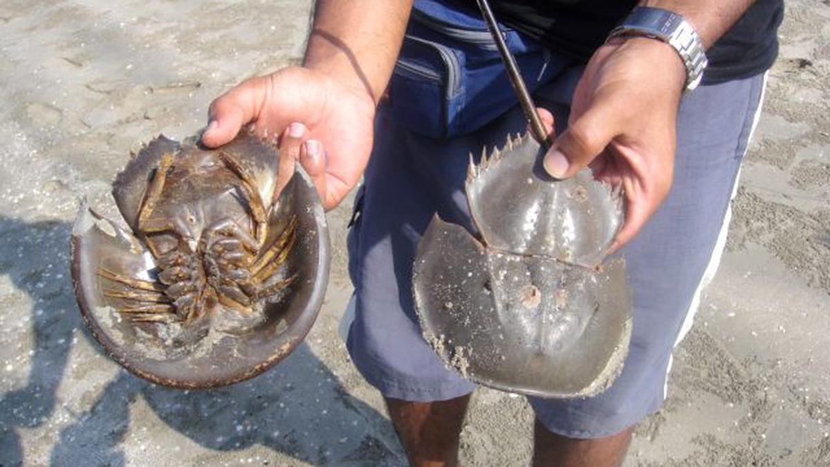Horseshoe crab - Prelims